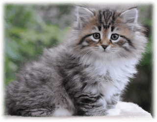 Kattungar av rasen Sibirisk katt